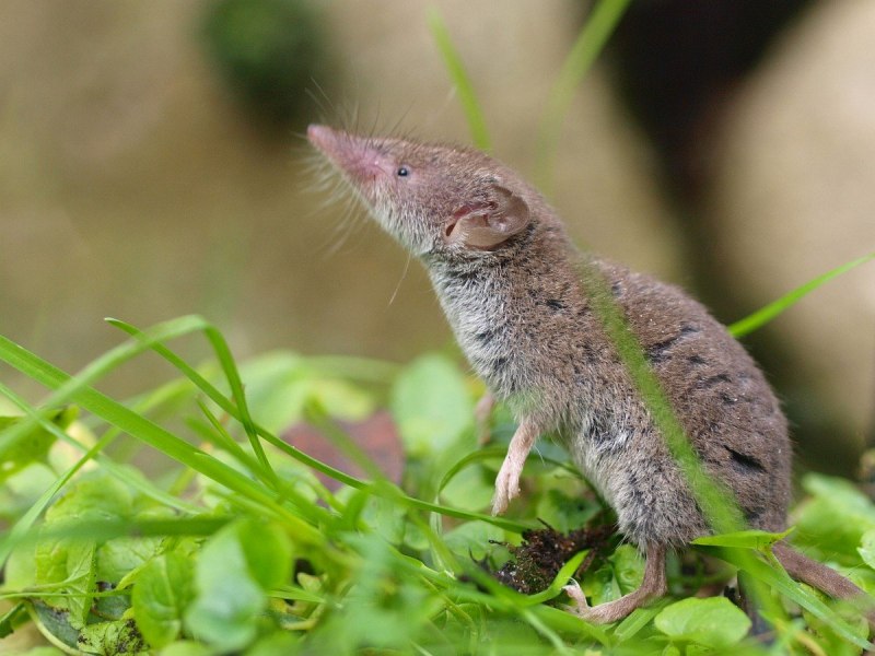 Sorex minutus