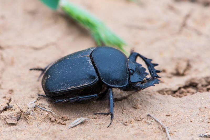 Scarabaeus Sacer