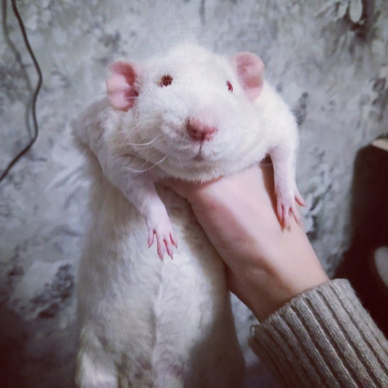 Кроличий бандикут