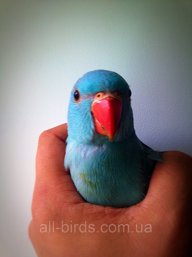 Indian ringneck попугай