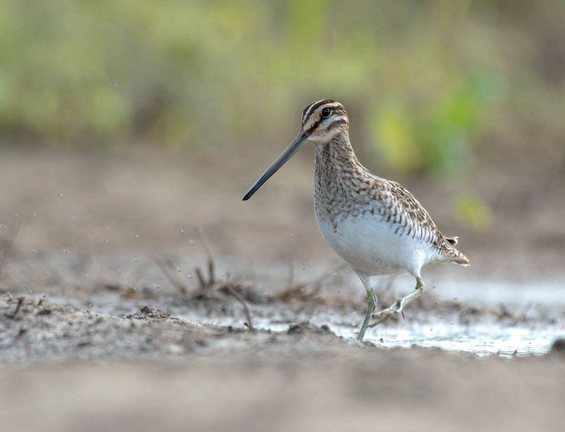 Pin-tailed Snipe, Gallinago stenura