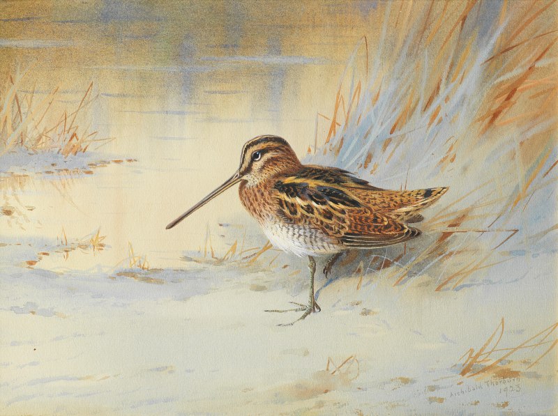 Кулик Бекас (Gallinago Gallinago)