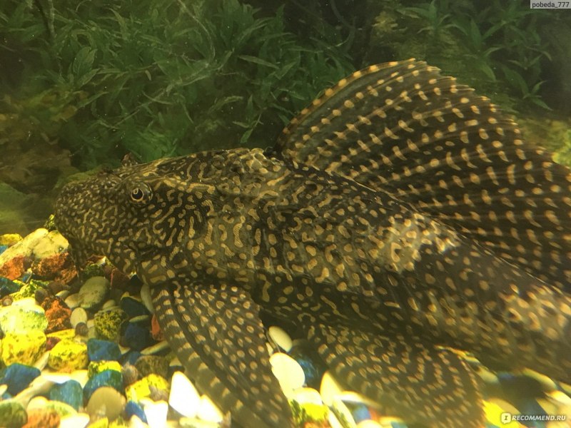 Mango Pleco
