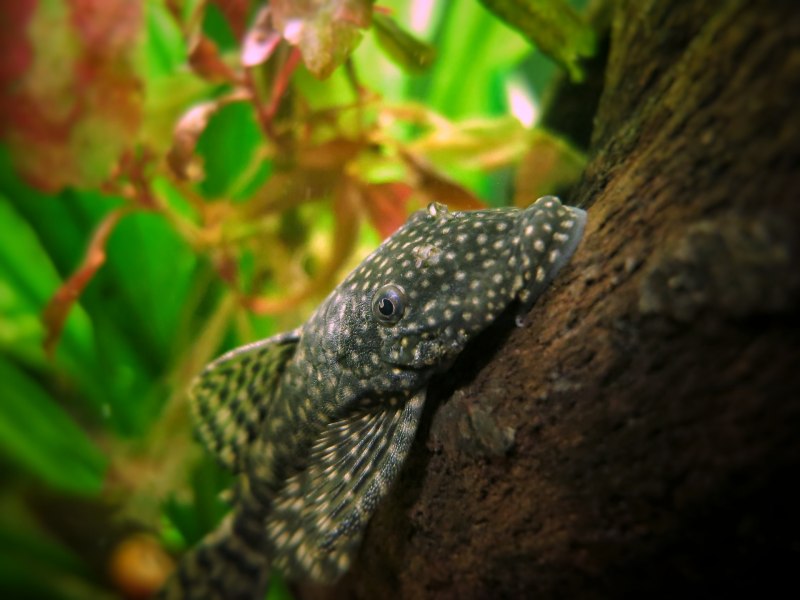 Ancistrus SP. L349