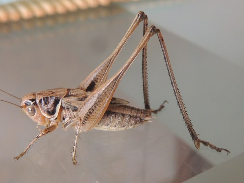 Конек Усатый (Chorthippus macrocerus)