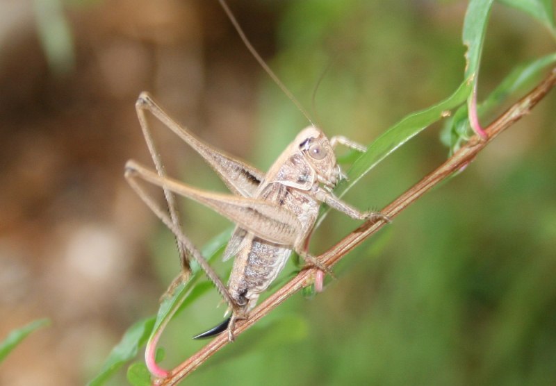 Cricket кузнечик