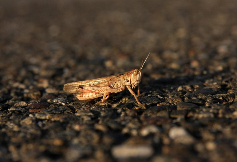 Cricket сверчок