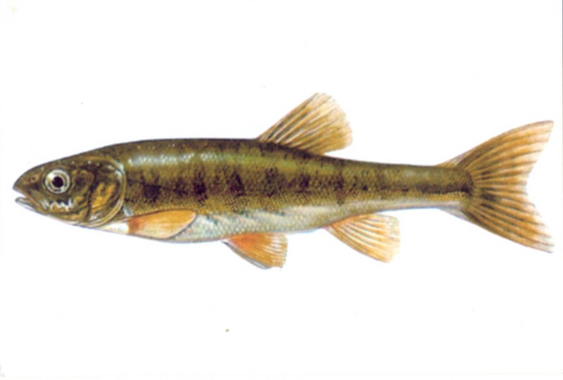 Речной гольян (Phoxinus Phoxinus)