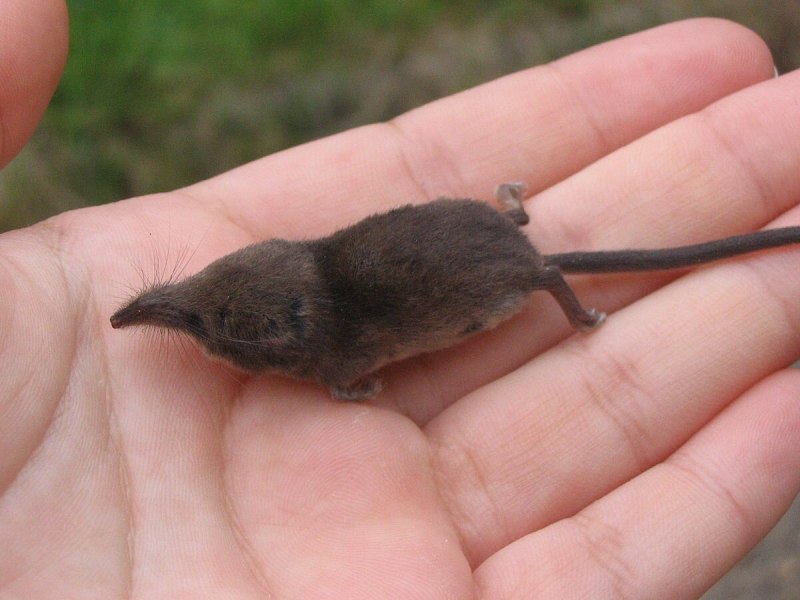 Бриллиант Shrew