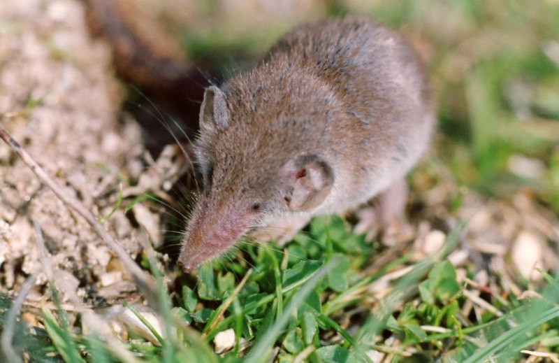 Arctic Shrew