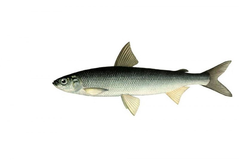 Coregonus nigripinnis