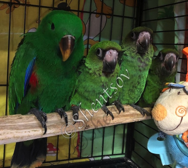 Poicephalus Gulielmi