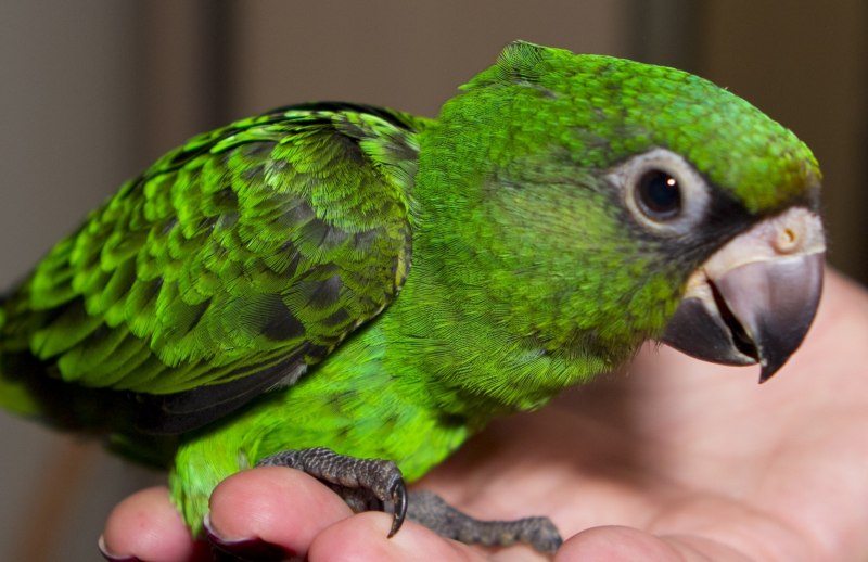 Poicephalus Gulielmi