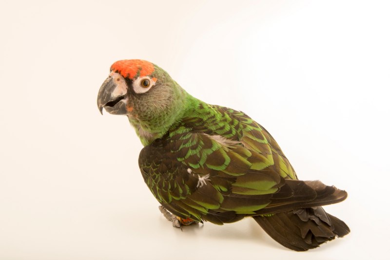 Poicephalus Gulielmi