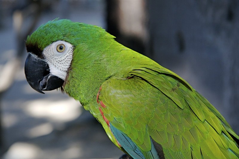 Мейеров длиннокрылый #попугай (лат. #Poicephalus meyeri
