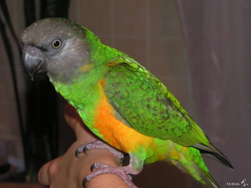 Poicephalus Gulielmi