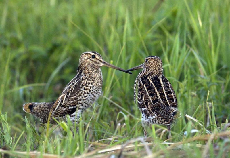 Кулик Бекас (Gallinago Gallinago)
