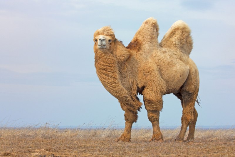 Camel Farm