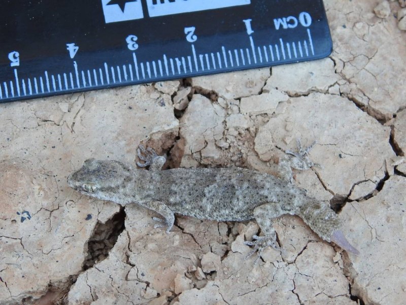 Alsophylax pipiens