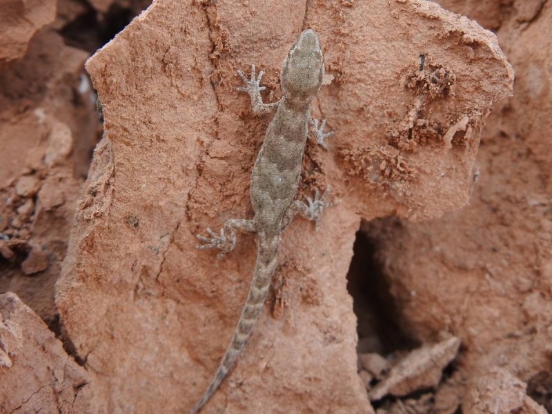 Пискливый геккончик Alsophylax pipiens