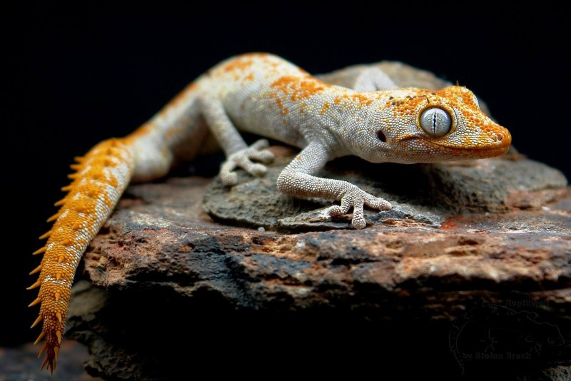Strophurus wellingtonae