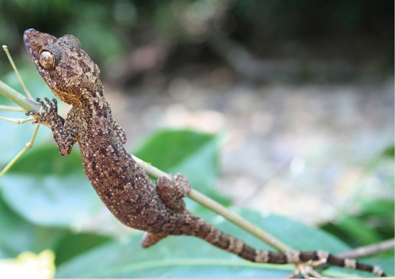 Geckoella jeyporensis