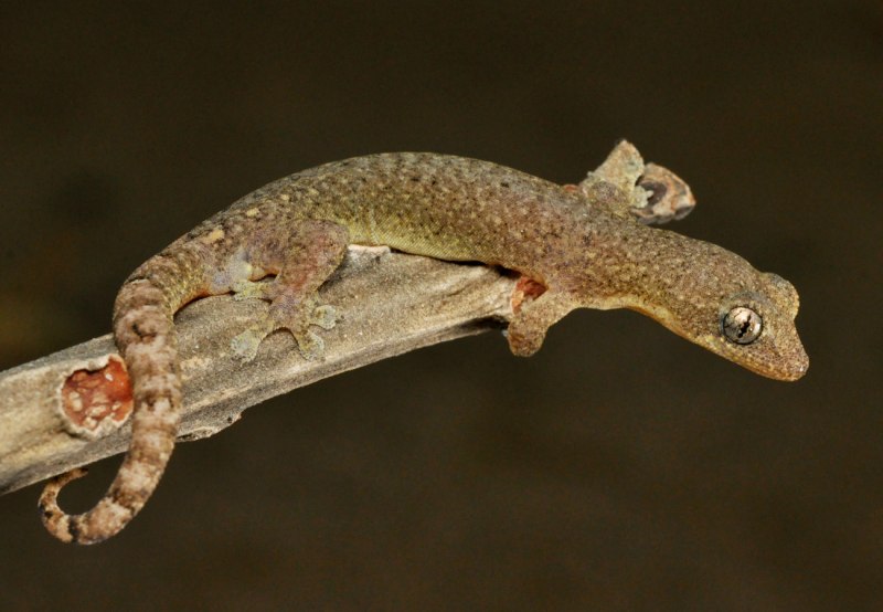 Геккон Hemiphyllodactylus