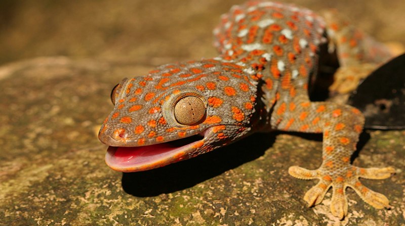 Сцинковый геккон (Teratoscincus scincus)