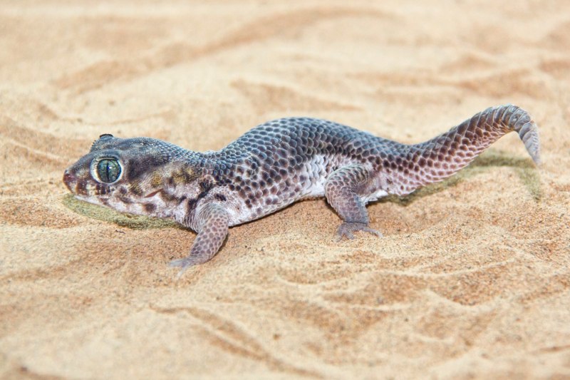 Сцинковый геккон (Teratoscincus scincus)