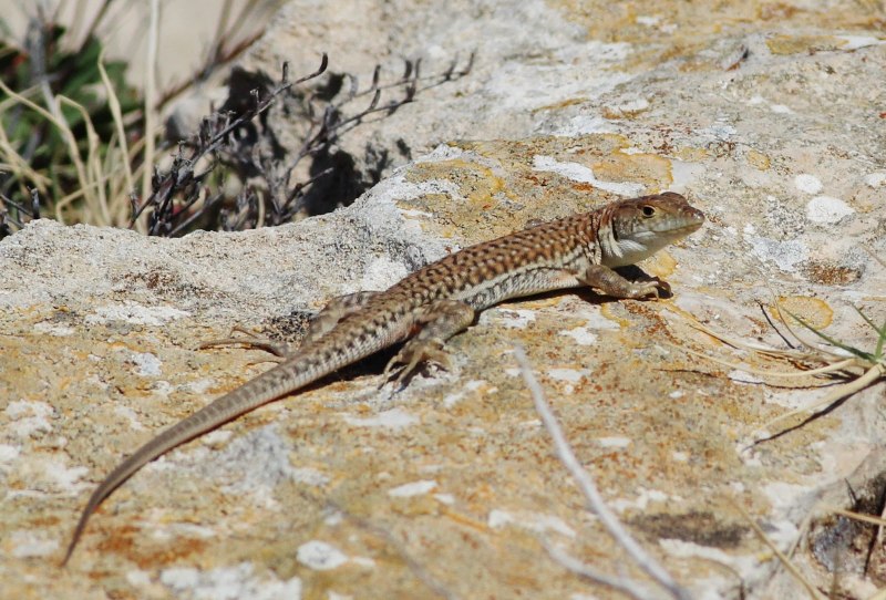 Acanthodactylus schreiberi