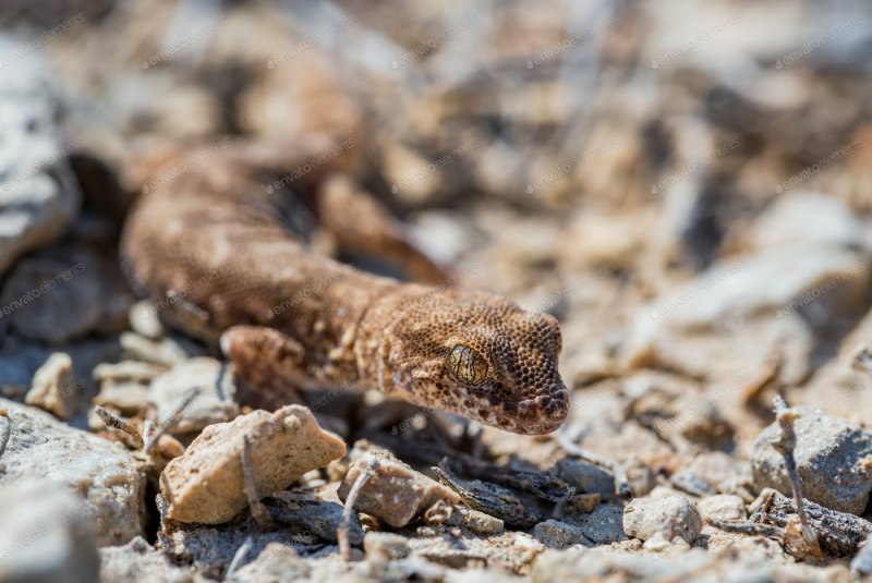 Smooth even-fingered Gecko Alsophylax laevis nilosky, 1907