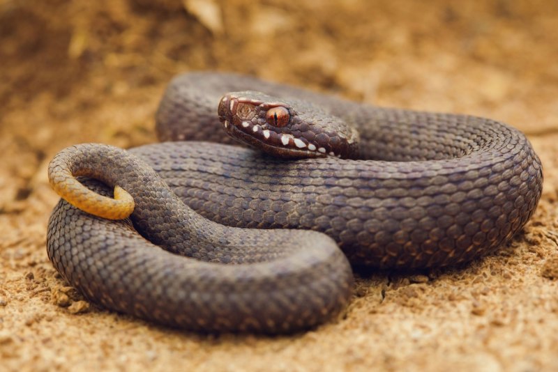 Гадюка Никольского (Vipera nikolskii)