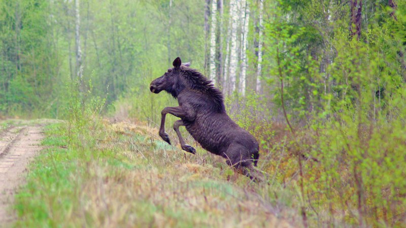 Лось на дыбах