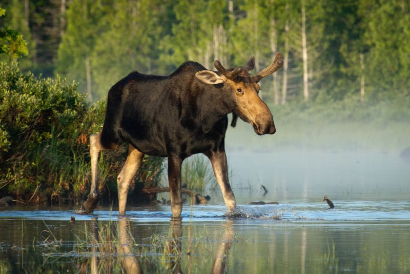 Восточносибирский Лось