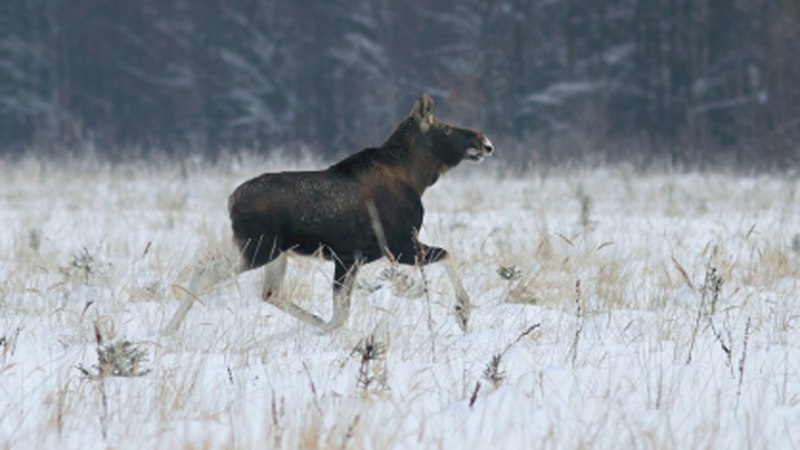 Лосенок резвится