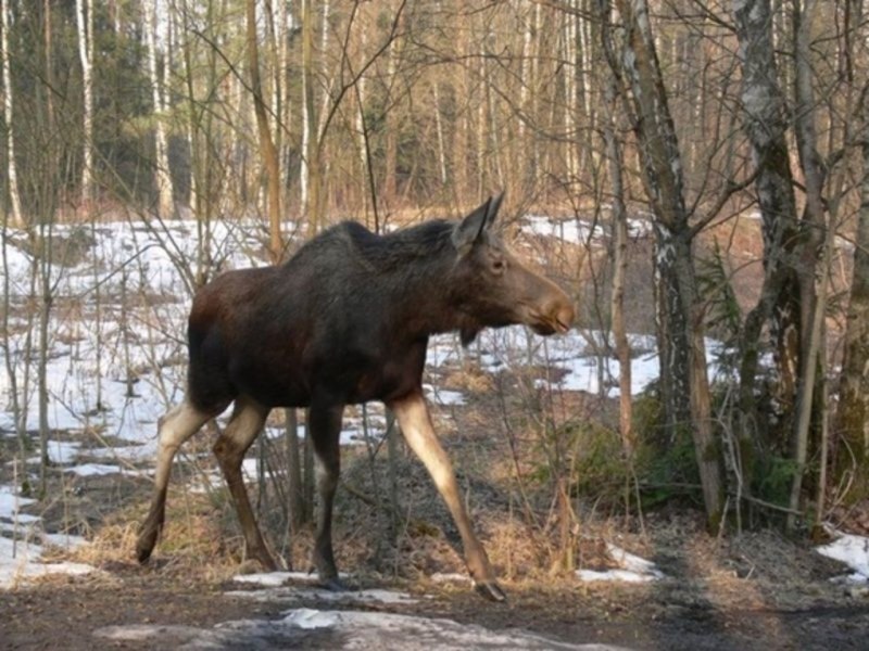 Лось в Вологодской области