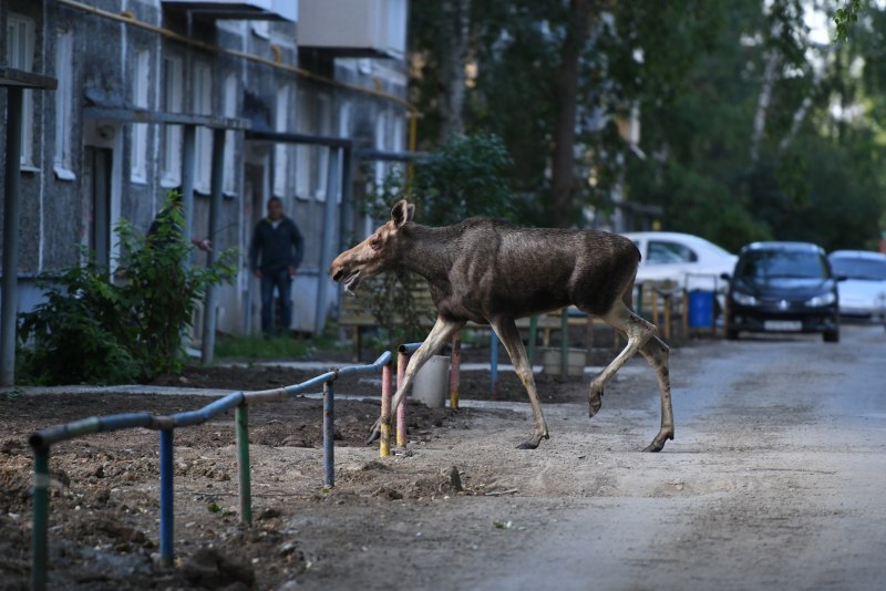 Олень прыгает