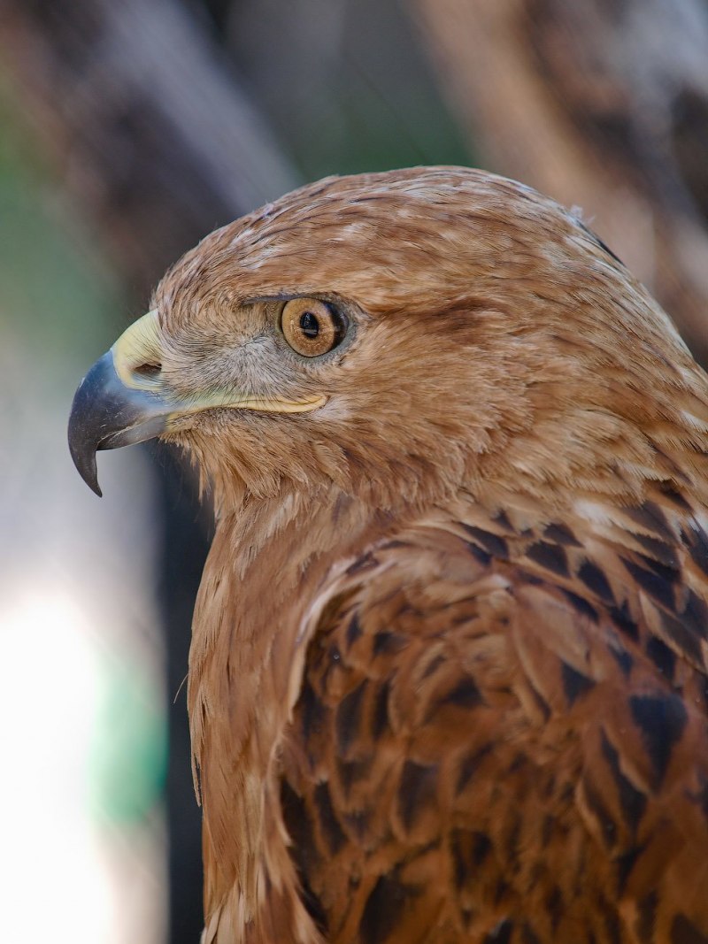 Степной орёл Aquila nipalensis Hodgson, 1833