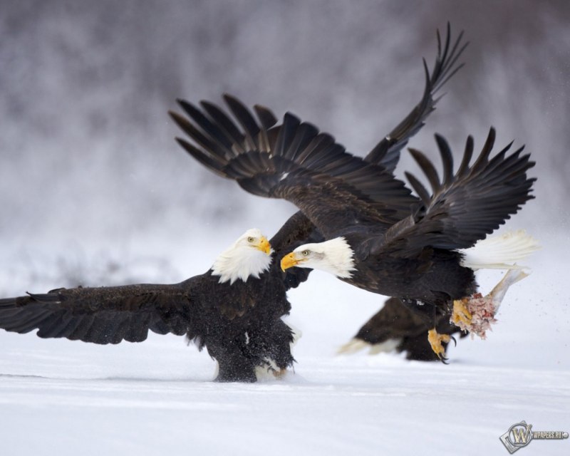 Беркут Aquila chrysaetos (Linnaeus, 1758)
