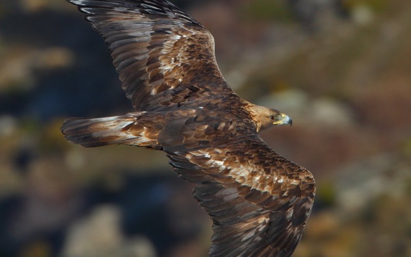 Aquila Eagle
