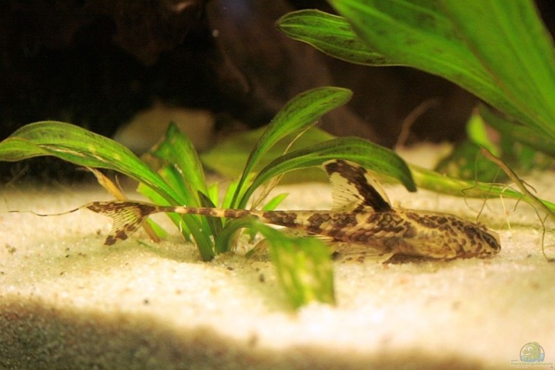 Rineloricaria lanceolata