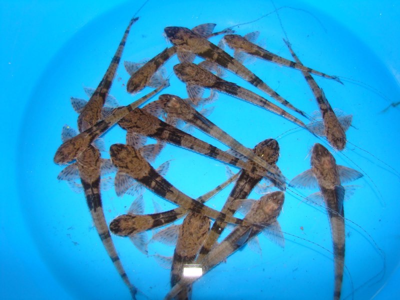 Hemiodontichthys acipenserinus