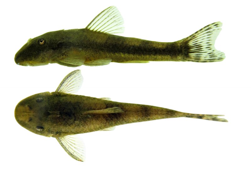 Nannoplecostomus eleonorae