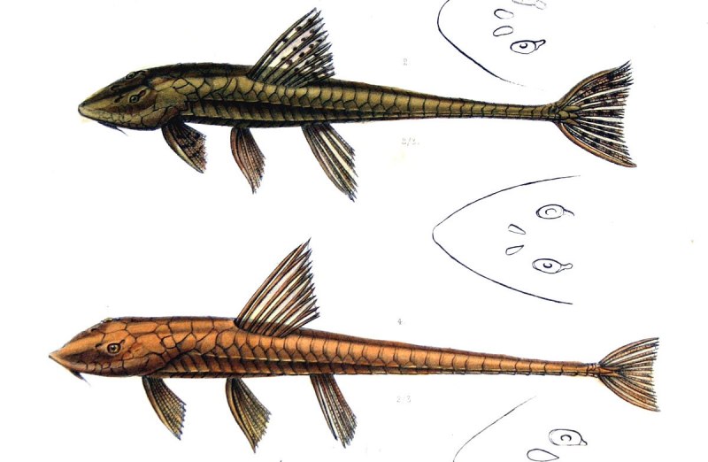 Pseudohemiodon laticeps