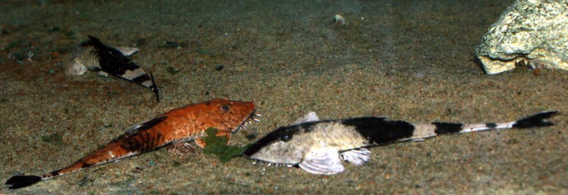 Pseudohemiodon apithanos