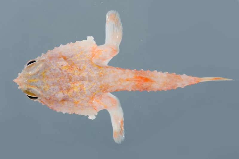 Systema ichthyologiae iconibus CX illustratum