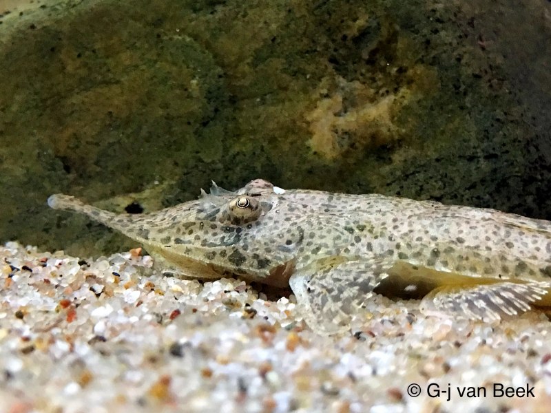 Loricariichthys maculatus