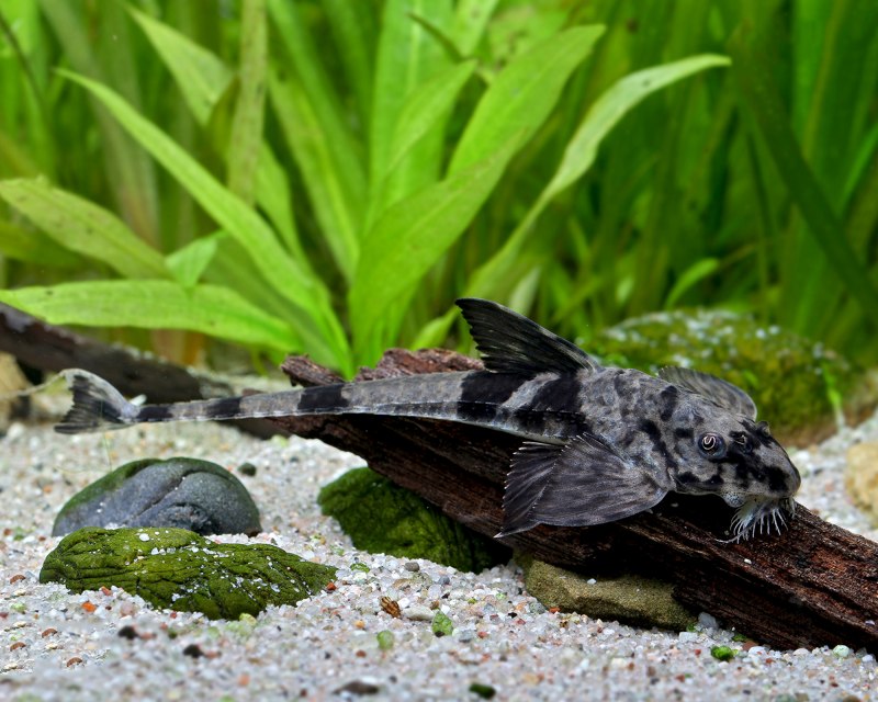 Лорикария Королевская Loricaria simillima