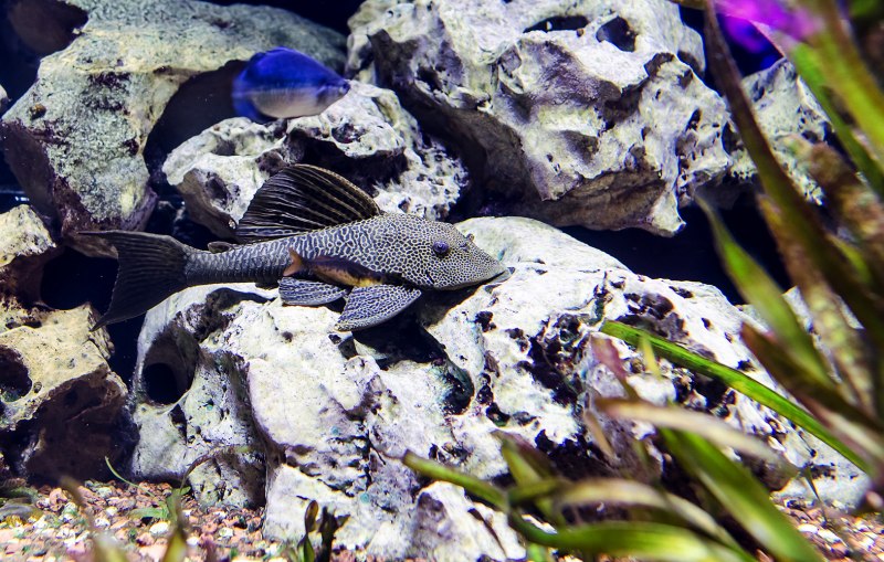 Valenciennea muralis