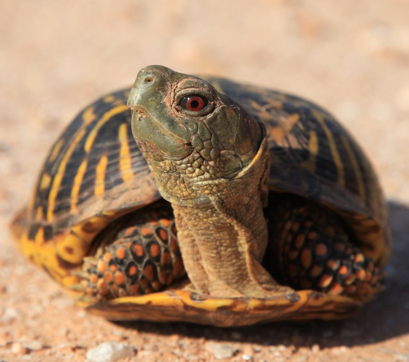 Среднеазиатская черепаха Testudo horsfieldii